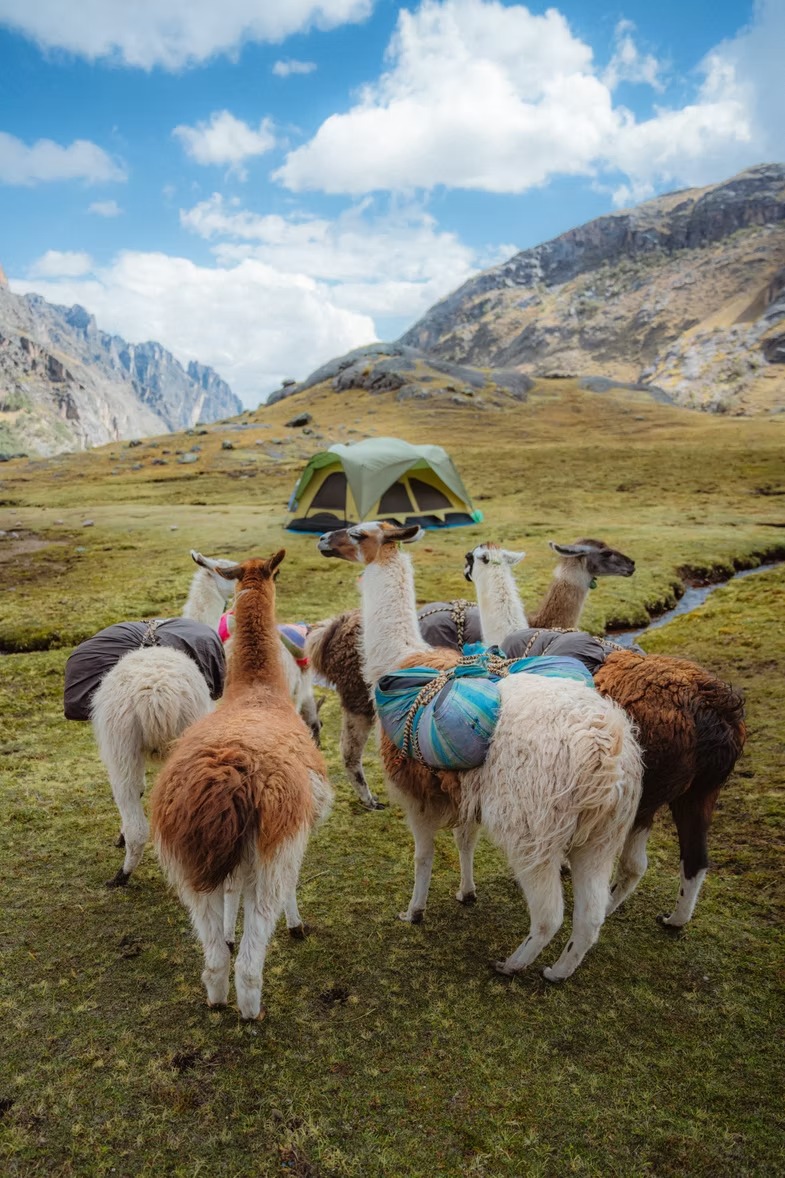 Lares Trek to Machu Picchu 4 Days